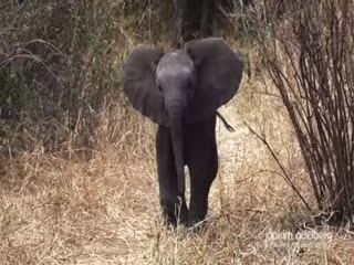 Слоник пытается испугать туристов