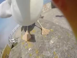 Чайка украла видеокамеру