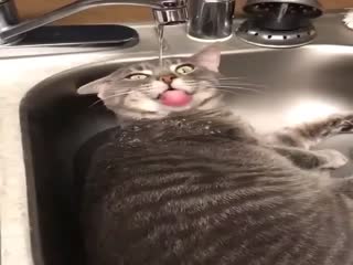 Кот в раковине под струёй воды