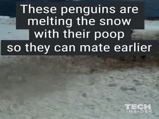 Как пингвины растапливают лёд в Антарктиде