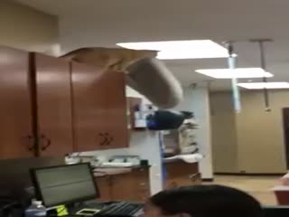 Кот-каскадер совершил головокружительный прыжок со своей подстилкой