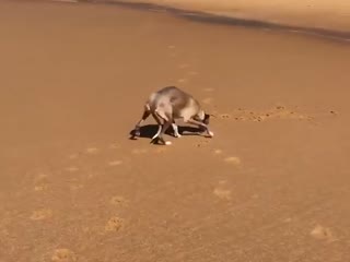 Собака радуется на пляже