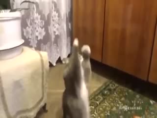 Тритатушки-тритата