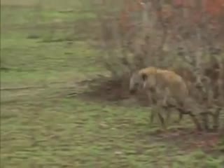 Олень спас себе жизнь, притворившись мёртвым