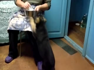 Щенок так хотел есть, что заговорил по человечески
