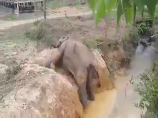 Слоненок застрял
