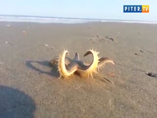 Звезда на суше...