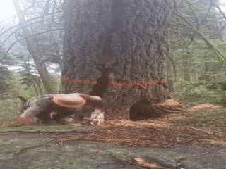 Месть дерева