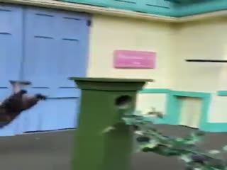 Выступление животных