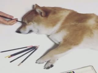 Настолько реалистичный рисунок, что даже собака оживает