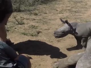 Маленький носорожик защищает свою мать от ветеринаров