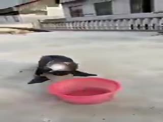 Птичка кушает!