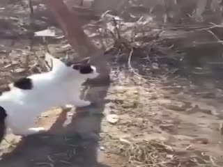 Банда кошачих