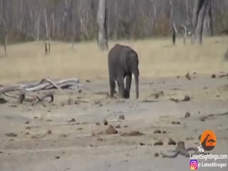 Слоненка жалко