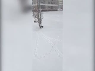 В Екатеринбурге сняли на видео утку, которая растерялась из-за возвращения зимы