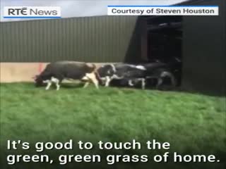 Радостные коровки