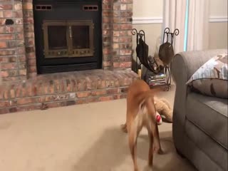 Как играть с собакой и кошкой одновременно