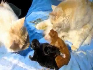 Засомневался в отцовстве