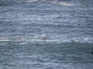 Дельфин атаковал паддл-бордера у побережья Австралии