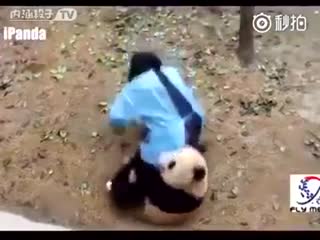 панды нашли живую игрушку и не отпускают!