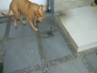 «Я новая сторожевая собака!»