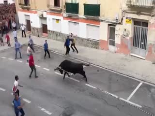 1:0 в пользу быка