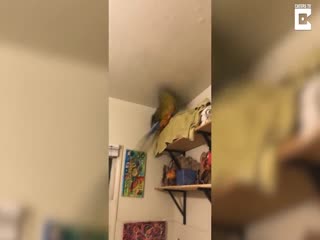 Попугаи ходят в туалет по команде