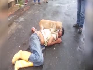Пьяный колумбиец уснул на дороге, и его пёс показал чудеса верности