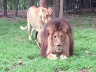 Львица пытается соблазнить льва, а он и ухом не ведёт