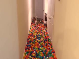 Самая счастливая собака