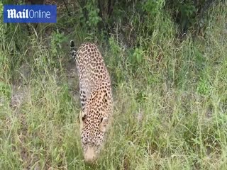 Игривый кис