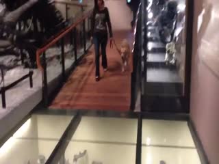 Стеклянный пол напугал собаку