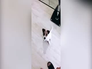 Собака-световыключака