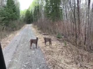 Конфликт двух рысей