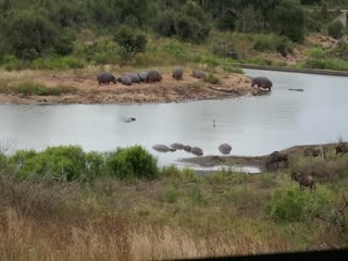 Бегемоты отбили антилопу у крокодилов