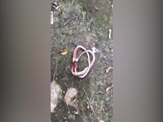 Схватка гигантской многоножки и змеи