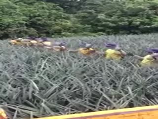 Наглядный пример эксплуатации: сбор ананасов в Латинской Америке