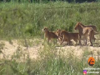 Туристы выложили видео, как буйвол защитил варана от стаи львов