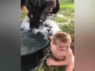 Лошади веселятся