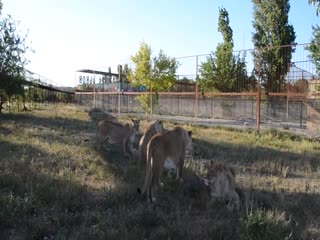 Волшебный тапок. Хозяин сафари-парка в Крыму разогнал львов, будто котят