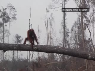 Защищал свой дом