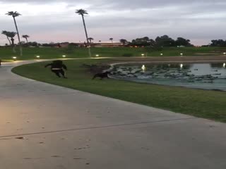 Незапланированное купание