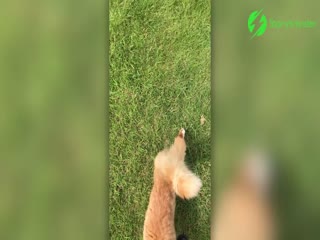 Наглая чайка