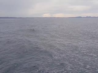 Горбатый кит окатил водой туристов, выпрыгнув прямо перед лодкой в Австралии