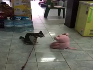 Кот против мягкой игрушки