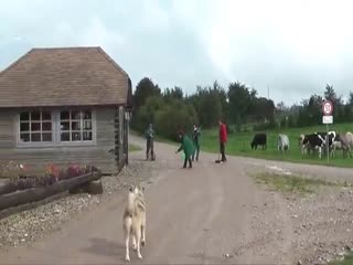 С разъяренным барсуком шутки плохи