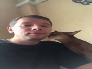 Хитрый котик