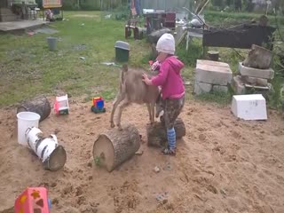 Борьба за пенёк