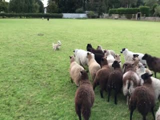 Худшая пастушья собака