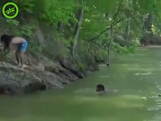Спас друга от крокодила